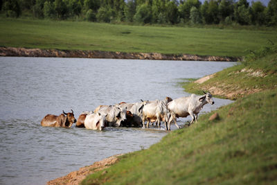 Cows grazing in field