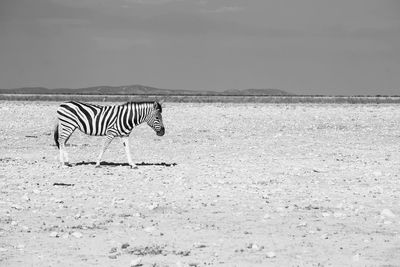 Side view of a zebra on the land