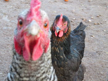 Close-up portrait of rooster
