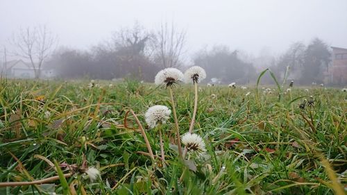 Plants growing on field in foggy weather