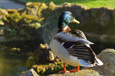 Seagull perching on a rock