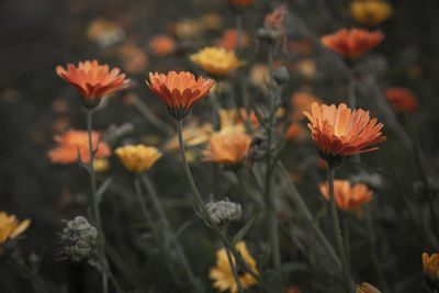 Close-up of orange flowering plants on field