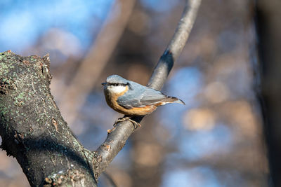 Close-up of bird perching on branch