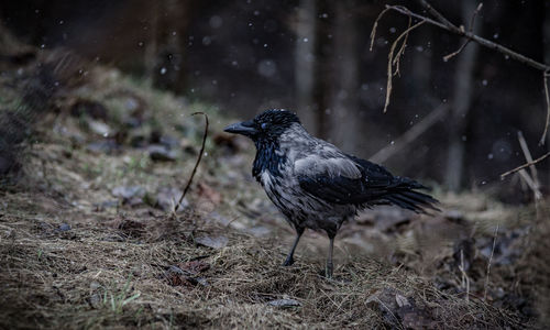 Blackbird perching on field