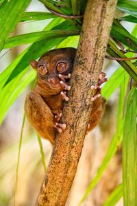 Portrait of a squirrel on tree