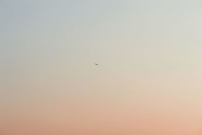 Bird flying against clear sky