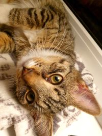 Close-up portrait of a cat