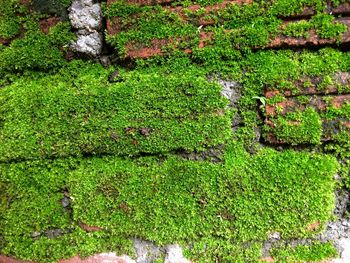 High angle view of moss growing on land