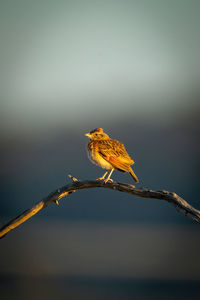 Rufous-naped lark on curved branch in sunshine