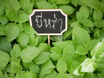 Information sign in green leaves