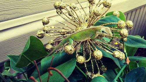 Close-up of butterfly on plant