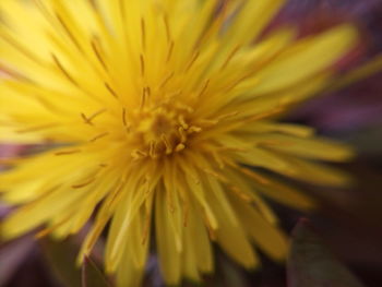 Close-up of yellow flower