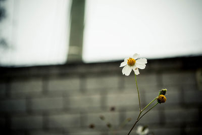 Close-up of flower blooming outdoors