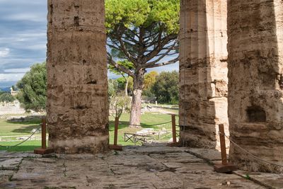 View of old ruin tree on field