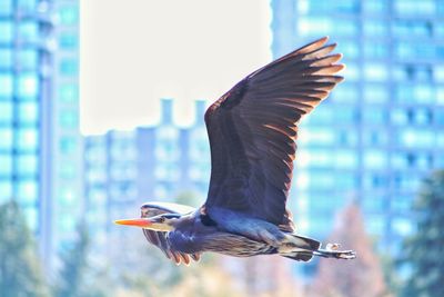 Close-up of bird flying