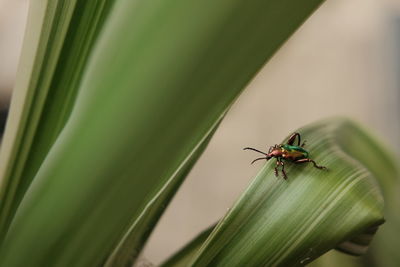 Close-up of insect on leaf