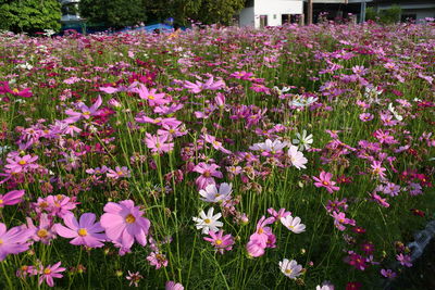 Close-up of pink flowering plants on field