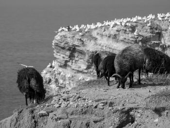 The island of helgoland