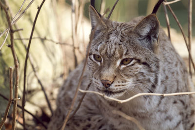 Close-up portrait of a cat