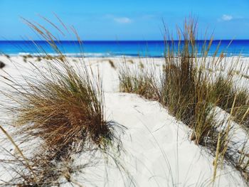 Plants growing on beach against sky