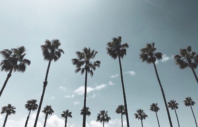 Low angle view of palm trees against sky