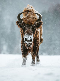 Portrait of highland cattle standing on snow covered field