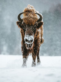 Cow standing on field during winter