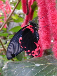 Close-up of butterfly on flower