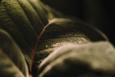 Close-up of plant leaves