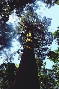 Low angle view of trees against sky