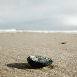 Close-up of crab on sand at beach against sky