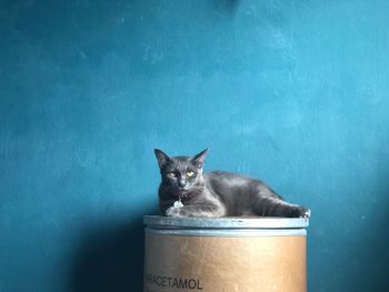 Portrait of black cat against wall