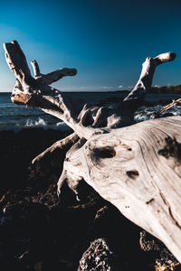 Close-up of driftwood on tree trunk