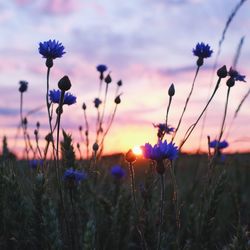 Close-up of purple flowers blooming in field