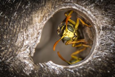 Close-up of bee on nest