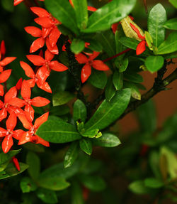 Close-up of red leaves on plant