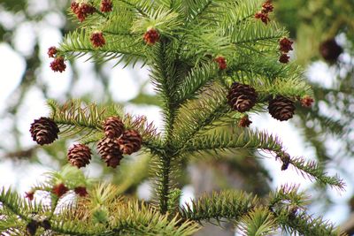 Pine cones on tree branch