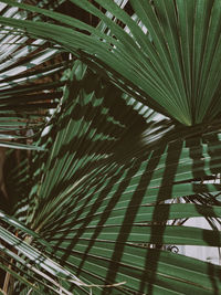 Close-up of palm leaf