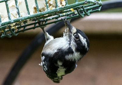 Woodpecker hangs under a suet feeder