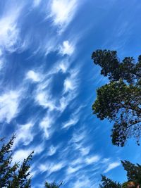 Low angle view of trees against blue sky