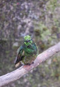 Close-up of bird perching on tree