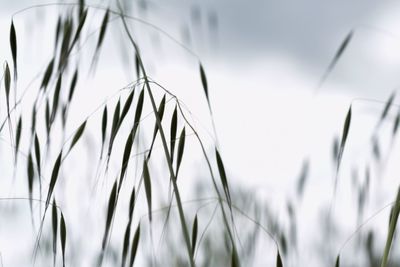 Close-up of stalks against sky