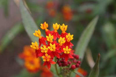 Close-up of yellow flower