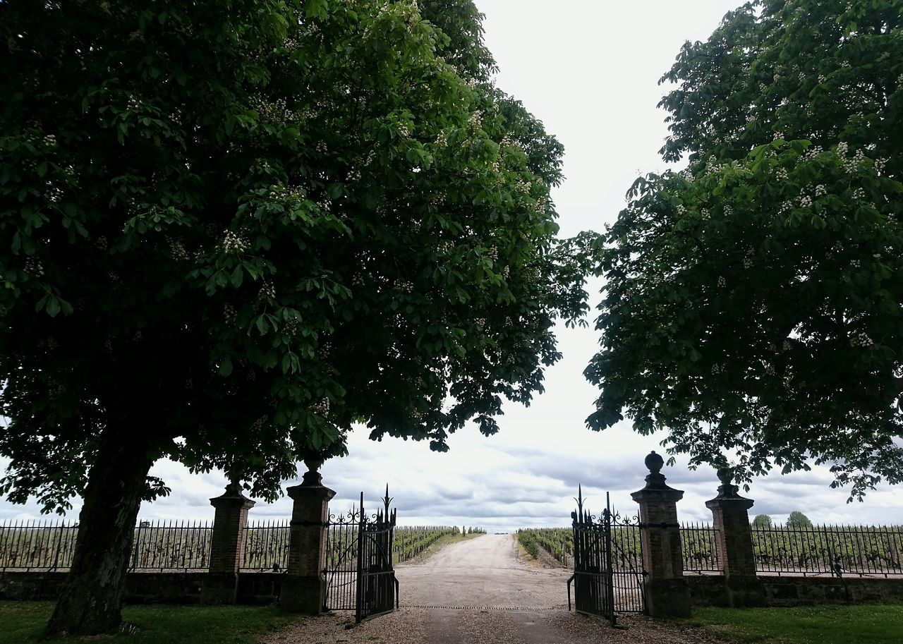 tree, tranquility, sky, tranquil scene, nature, scenics, grass, park - man made space, bench, built structure, beauty in nature, day, clear sky, shadow, outdoors, sunlight, travel destinations, tourism, landscape, no people