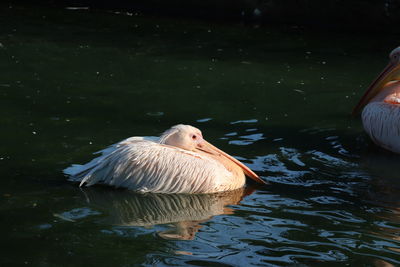 Bird swimming in lake