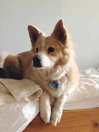 Close-up of a dog looking away