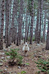 Squirrel standing in a forest