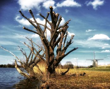 Bare tree on field against sky