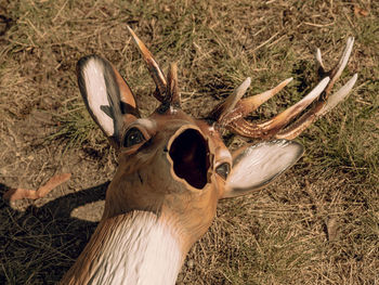 Close-up of deer on field