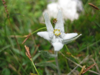 Close-up of white flower on plant